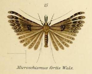 Microschismus fortis