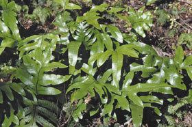 Microsorum pustulatum Microsorum pustulatum subsp pustulatum New Zealand Plant