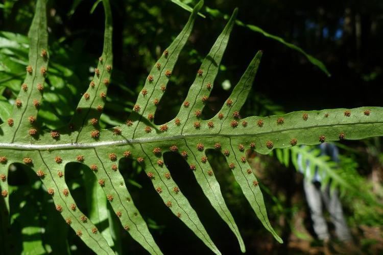 Microsorum scandens Flora of New Zealand Taxon Profile Microsorum scandens