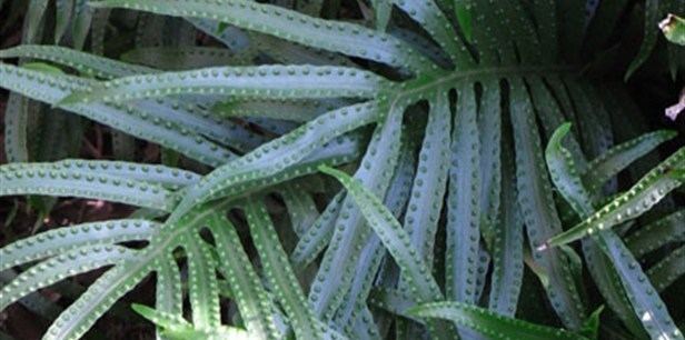 Microsorum scandens Fragrant Fern Plant Guide Lifestyle HOME