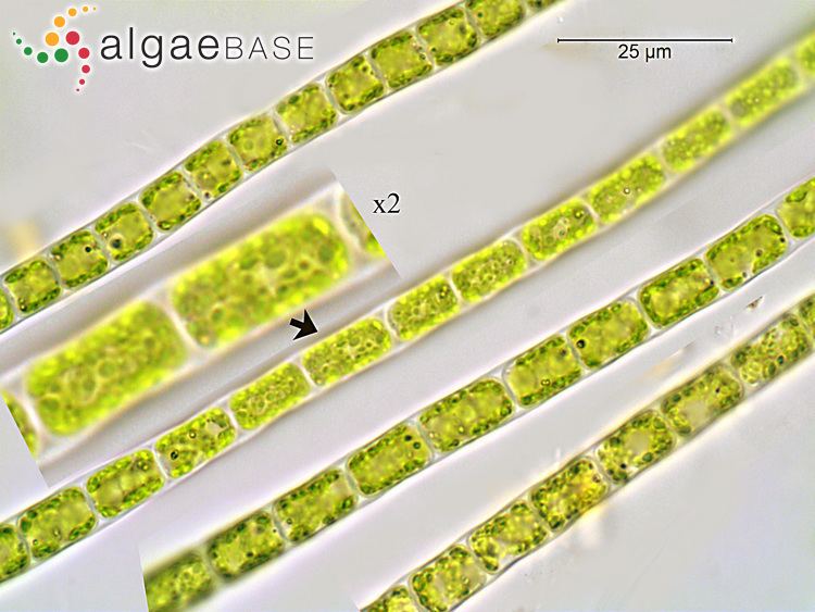 Microspora Microspora abbreviata Rabenhorst Lagerheim Algaebase
