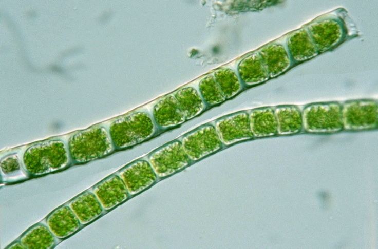 Microspora Protist Images Microspora