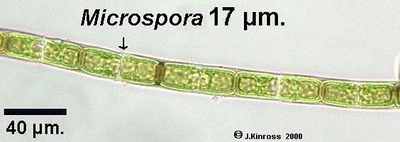 Microspora The Genus Microspora