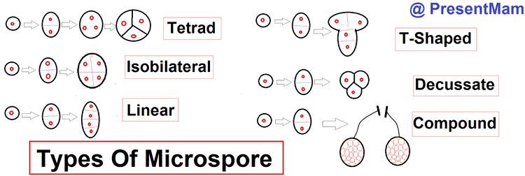 Microspore Types of microspore new world quot CREATEDquot