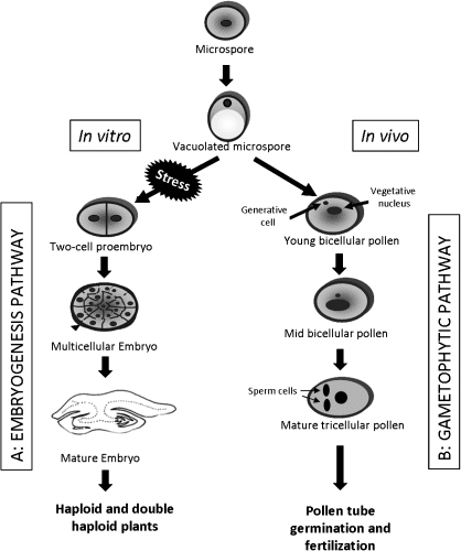 Microspore Embryogenic and gametophytic developmental pathways of the
