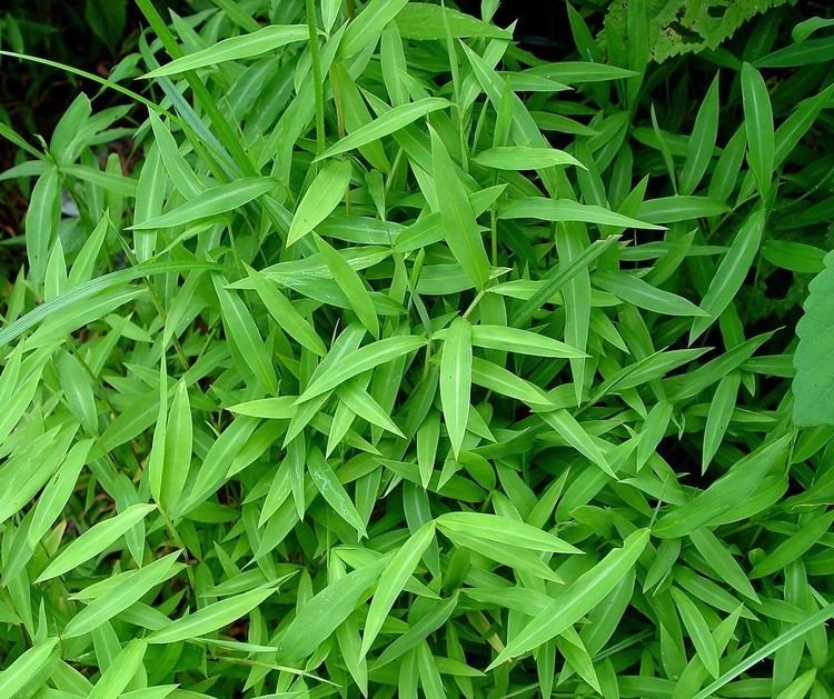 Microstegium vimineum Microstegium vimineum Japanese stiltgrass Go Botany