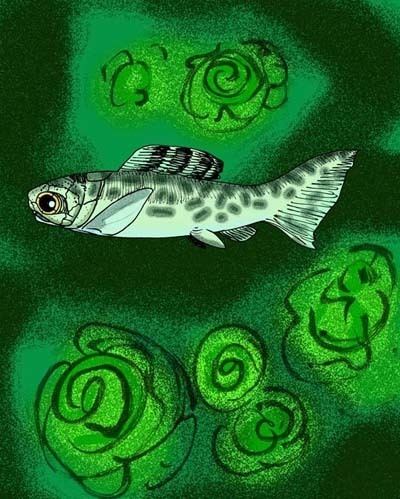 Microsteus