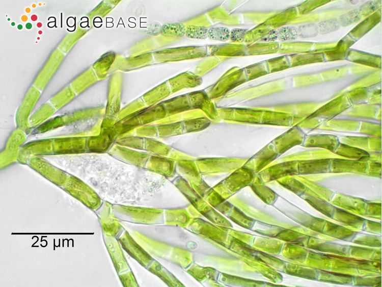 Microthamnion imgalgaebaseorgimages5F94709B030e03179EwUL3C21