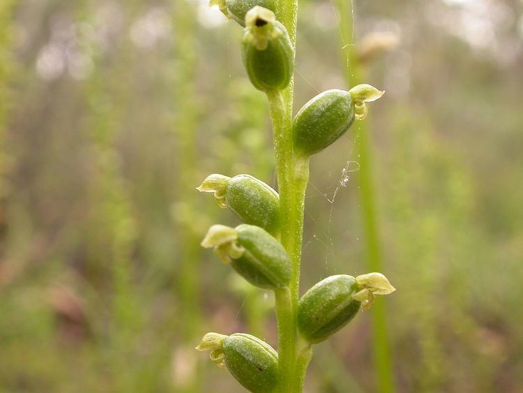 Microtis (plant) Microtis plant Wikipedia