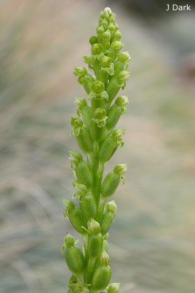 Microtis (plant) unifolia