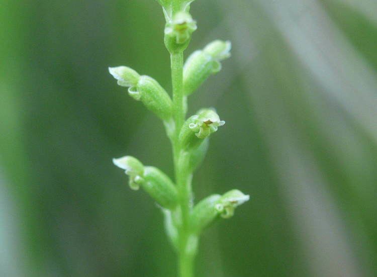 Microtis (plant) FileMicrotis unifolia nirabarn01JPG Wikimedia Commons