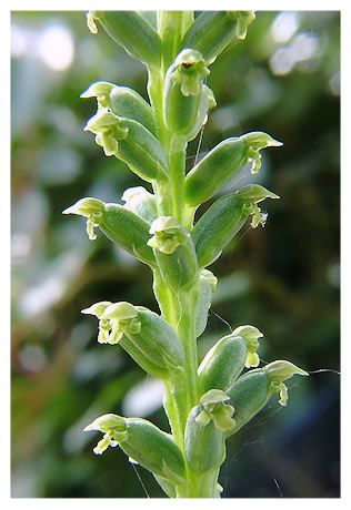 Microtis (plant) Microtis unifolia Common Onion Orchid