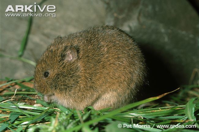 Microtus Meadow vole videos photos and facts Microtus pennsylvanicus ARKive