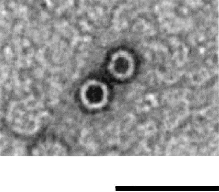 Microviridae jbasmorgcontent18441089F2largejpg