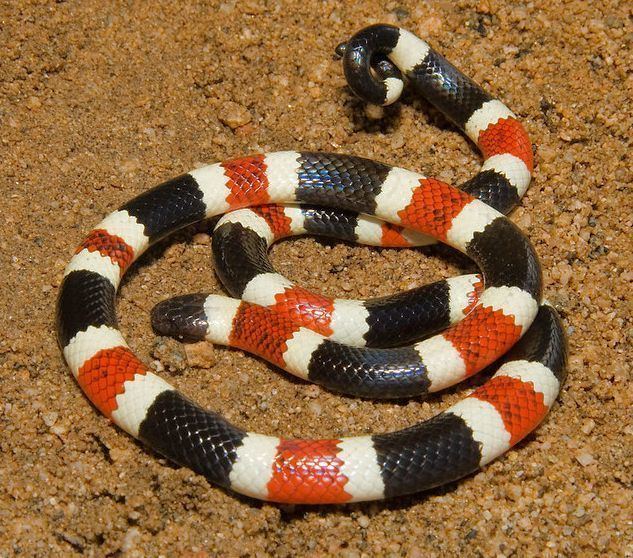 Micruroides Sonoran Coralsnake Tucson Herpetological Society