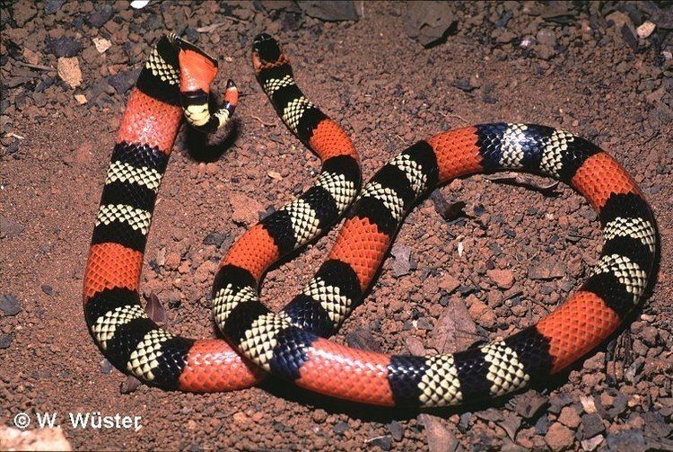 Micrurus Micrurus frontalis Coral snake
