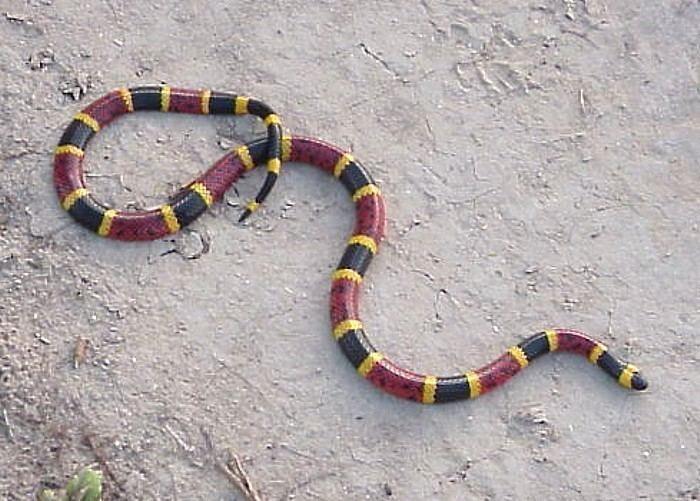 Micrurus tener CalPhotos Micrurus tener Texas Coral Snake