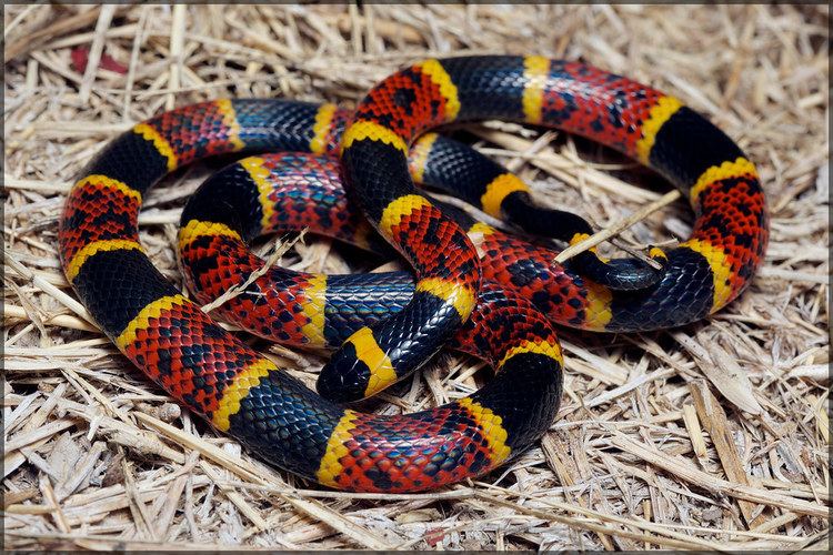 Micrurus tener Micrurus tener I was wrong the Speckled Kingsnake was not Flickr