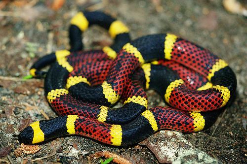 Micrurus tener Herps of Arkansas Texas GulfCoast Coralsnake Micrurus tener tener