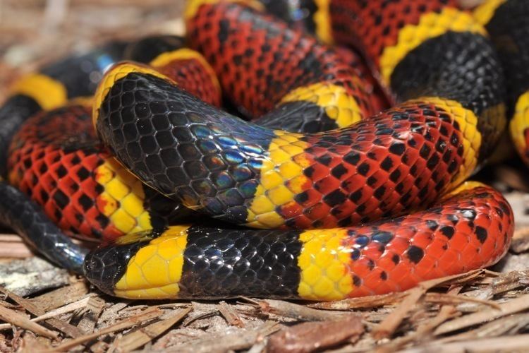 Micrurus tener CalPhotos Micrurus tener Texas Coral Snake