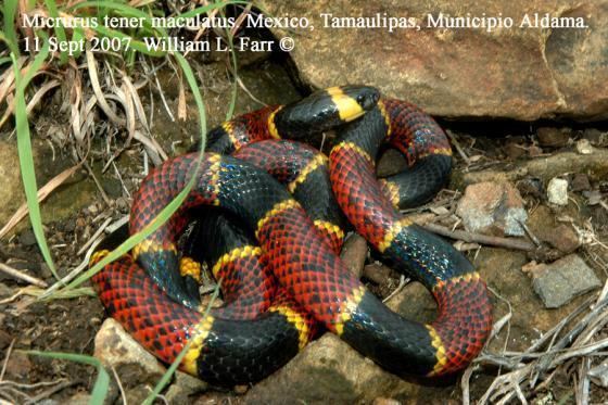 Micrurus tener Snake Species Texas Coral Snake Little Scorpion