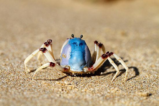Mictyris Soldier crabs Mictyris longicarpus With Angry Facequot Posters by