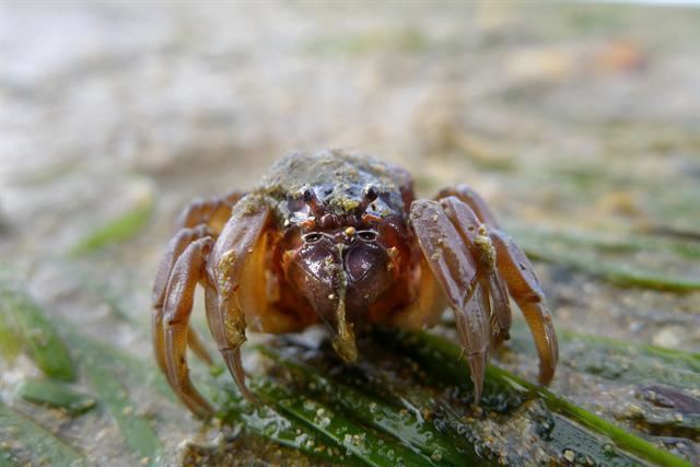 Mictyris Soldier crab Mictyris platycheles Biopix photoimage 101546