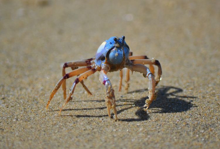 Mictyris longicarpus Soldier Crab Mictyris longicarpus Soldier crabs feed on Flickr