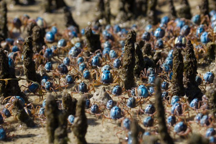 Mictyris longicarpus An army of soldier crabs Mictyris longicarpus