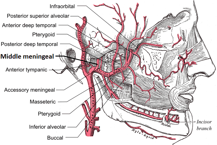 Middle meningeal artery
