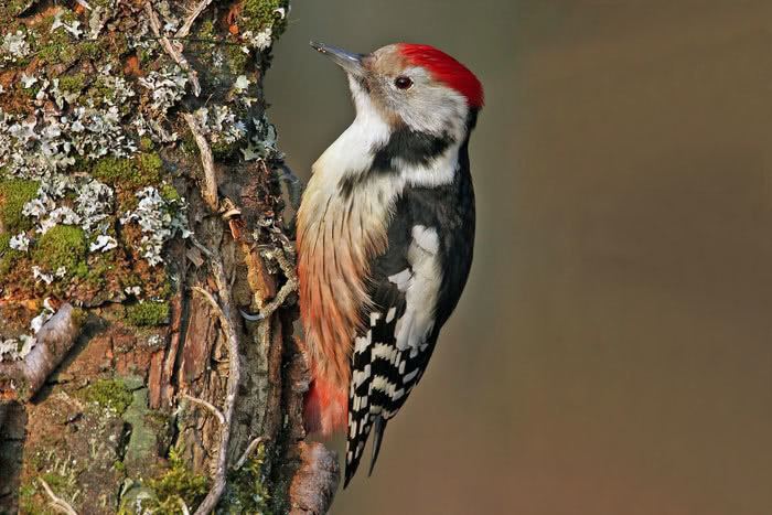 Middle spotted woodpecker vogelwartech Middle Spotted Woodpecker