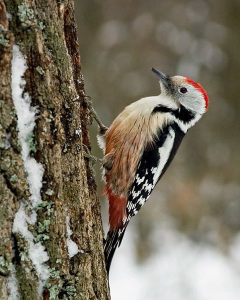 Middle spotted woodpecker Middle Spotted Woodpecker BirdForum Opus