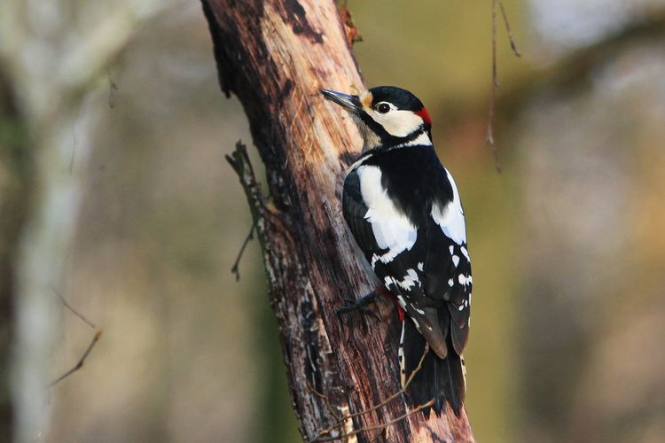 Middle spotted woodpecker Middle Spotted Woodpecker ayuwat