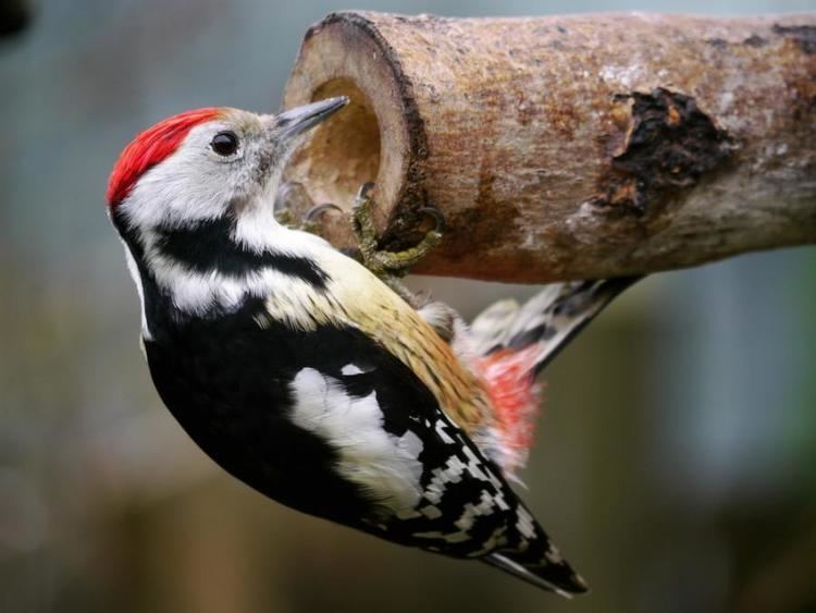 Middle spotted woodpecker pixdauscomfilesitemspics439676439730049ac2