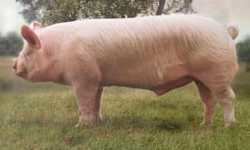 Middle White BPA The British Pig Association