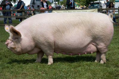 Middle White Pig Breeds Middle White