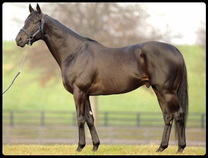 Midnight Lute DRF Breeding Hot Sire of the Week Midnight Lute Daily Racing Form
