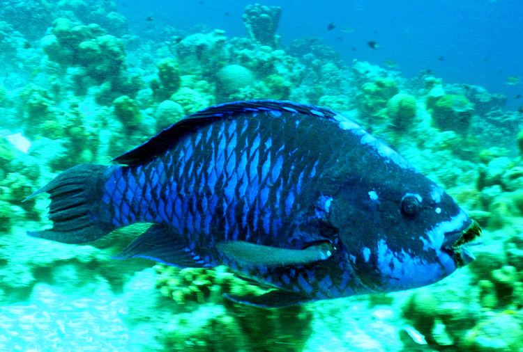 Midnight parrotfish Midnight parrotfish by gf on DeviantArt