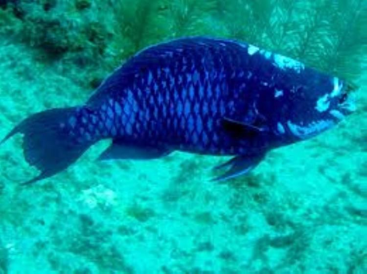 Midnight parrotfish Midnight Parrotfish Information and Picture Sea Animals