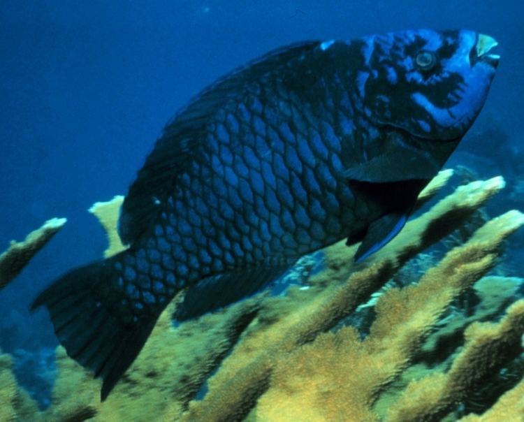 Midnight parrotfish httpsuploadwikimediaorgwikipediacommonsdd