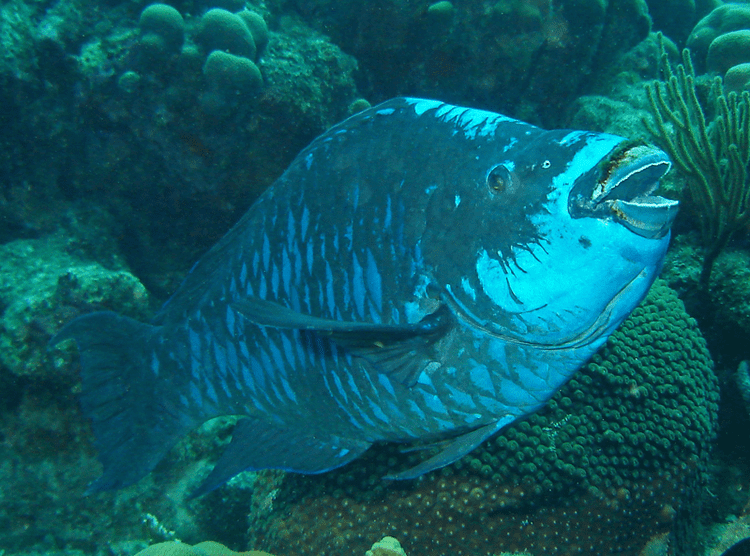 Midnight parrotfish Midnight parrotfish Wikipedia