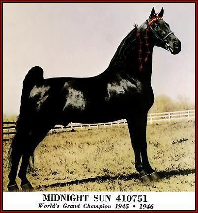 Midnight Sun (horse) wwwwalkerswestcomimagesChampsMidnightSun19454