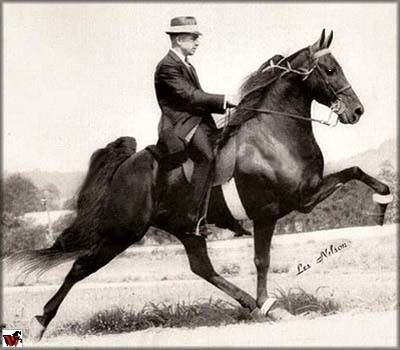 Midnight Sun (horse) Tennessee Walking horse Go Boy39s Sundust 610813 home page by