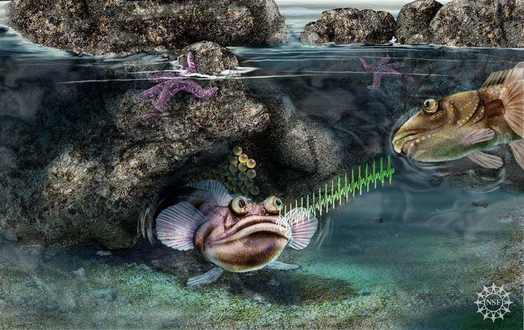 Midshipman fish What Singing Fish Reveal about Speech and Hearing Scientific