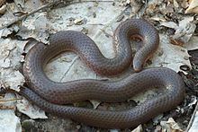 Midwestern worm snake httpsuploadwikimediaorgwikipediacommonsthu