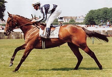 Miesque GREAT EURO FILLIES Part Two GOLDIKOVA AND MIESQUE THE VAULT