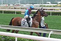 Mighty High (racehorse) httpsuploadwikimediaorgwikipediacommonsthu