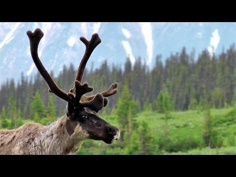 Migratory woodland caribou httpsiytimgcomvicfZdelr5Jtwhqdefaultjpg