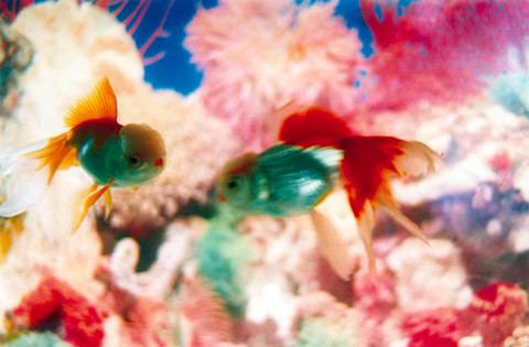 Mika Ninagawa Mutant Goldfish Shot by Japan39s 39Most Popular39 Photographer