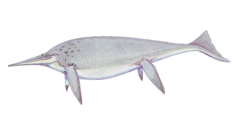 Mikadocephalus